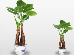 滴水觀音有毒嗎？家里有寶寶能養滴水觀音嗎？