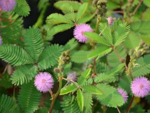 家里有寶寶能養含羞草嗎？含羞草有毒嗎？
