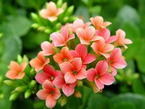 家里有寶寶能養(yǎng)長壽花嗎?長壽花的養(yǎng)殖方法