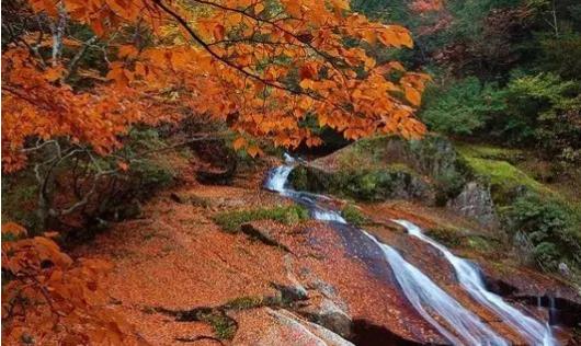 光霧山什么時(shí)候去看楓葉最好 光霧山最佳旅游季節(jié)