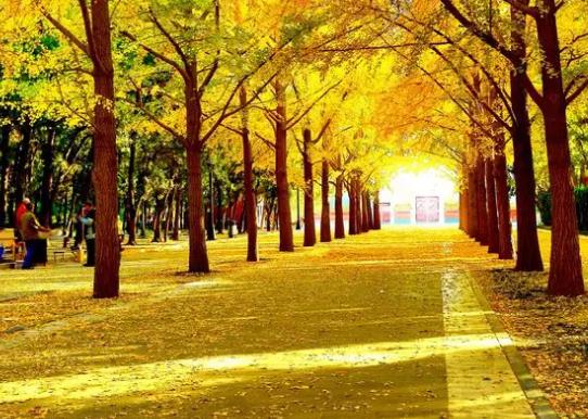 中國十大行道樹排行榜,懸鈴木有效應對空氣污染、榆樹抗風能力強