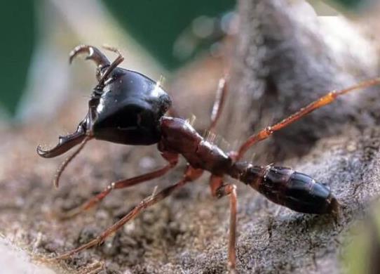 世界上十大最強的螞蟻排名,子彈蟻咬人很疼、火紅蟻咬人會引起休克