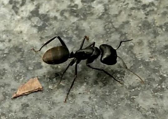 世界上十大最強的螞蟻排名,子彈蟻咬人很疼、火紅蟻咬人會引起休克