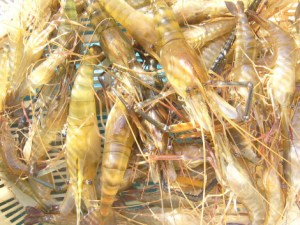 羅氏沼蝦的營養價值-羅氏沼蝦的做法