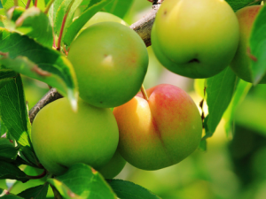 李子的營養價值-李子的功效與作用