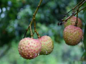 荔枝的營養(yǎng)價值-荔枝吃多了會怎么樣?