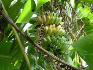 芭蕉和香蕉的區別-芭蕉的功效與作用