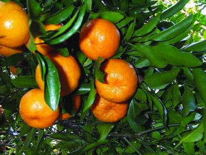 ?蘆柑的種植技術-蘆柑的功效與作用