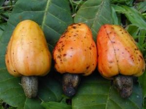 吃腰果有什么好處?腰果的營養(yǎng)成分及價值