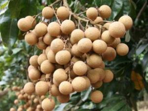 吃桂圓有什么好處和營養(yǎng)?桂圓肉的功效與作用