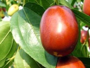 補血吃什么好？紅棗的功效與作用及補血養顏食用方