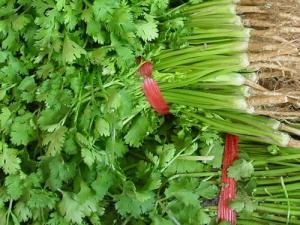 香菜的功效與作用,香菜的副作用,吃香菜殺精or壯陽