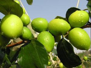 青棗的營養價值-青棗的功效與作用