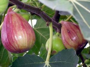 吃無花果有什么好處？無花果的功效與作用