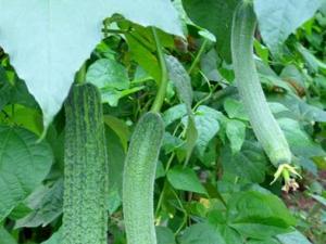 絲瓜的功效與作用-絲瓜的營養價值