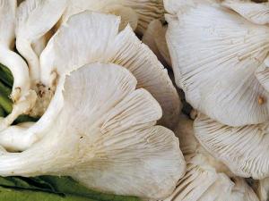 鳳尾菇的功效與作用-鳳尾菇的營(yíng)養(yǎng)價(jià)值