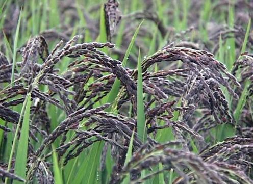 ׵ĹЧc-׵ĠI(yng)B(yng)r(ji)ֵ