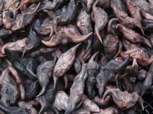 菱角的營(yíng)養(yǎng)價(jià)值，菱角的功效，菱角的作用