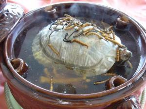 喝甲魚血能治陽痿嗎？吃甲魚血的好處