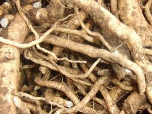 板藍(lán)根可以預(yù)防流感嗎？板藍(lán)根的功效與作用