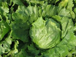 吃生菜有什么好處？生菜的營(yíng)養(yǎng)價(jià)值及功效與作用