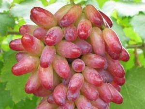 提子皮可以吃嗎？提子皮的功效與作用