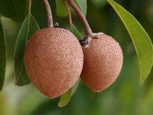 人心果怎么吃？人心果的功效與作用營養成分