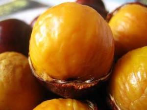 錐栗的營養(yǎng)價值、功效與作用、食用禁忌