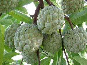 番荔枝的功效與作用、營養價值及使用方法