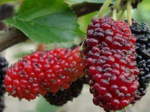 桑葚的營(yíng)養(yǎng)價(jià)值、功效與作用及食用禁忌