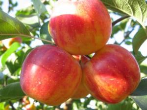 沙果的營養價值-沙果的功效與作用