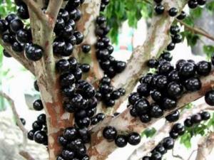 嘉寶果的營養價值-嘉寶果的功效與作用