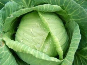 卷心菜的營養價值-卷心菜的功效與作用