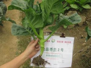 吃芥藍(lán)好嗎?芥藍(lán)的營(yíng)養(yǎng)價(jià)值、功效與作用