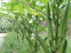 黃秋葵的營養價值-黃秋葵的功效與作用