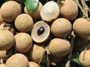 龍眼吃多了會怎么樣？龍眼與桂圓的區別