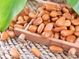 吃松子有什么好處？松子的營養價值、功效與作用