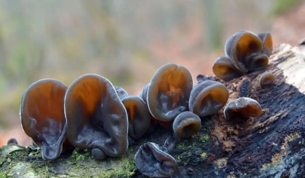 ľLʲôӵĈDƬ ľЩЧc