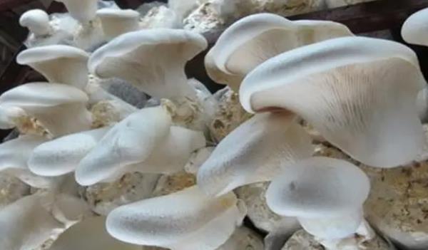 `L(zhng)ʲôӵĈDƬ `ЩЧc