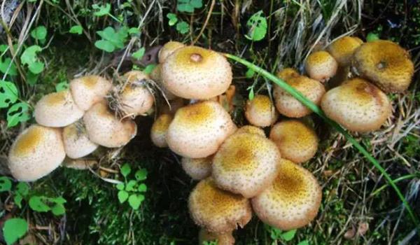 ĢL(zhng)ʲôӵĈDƬ ĢЩЧc