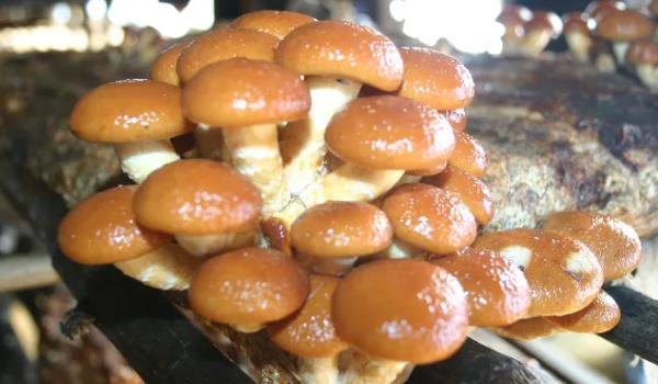 ӹL(zhng)ʲôӵĈDƬ ӹЩЧc