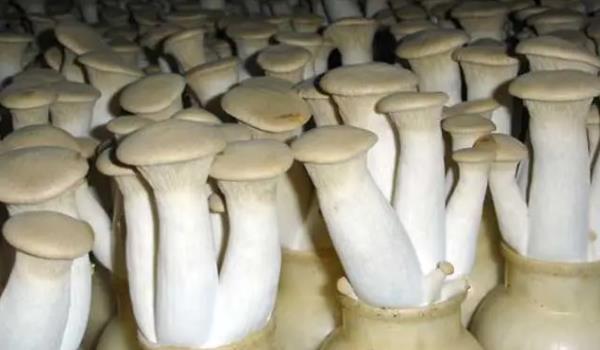 UL(zhng)ʲôӈDƬ UЩЧc