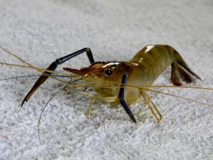 河蝦和龍蝦怎么洗?怎么進(jìn)行河蝦的冷凍處理