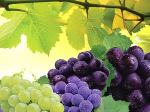 葡萄怎么洗才好？洗葡萄要一粒一粒洗嗎？