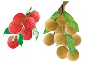 怎樣挑選荔枝和龍眼?荔枝和龍眼選購方法