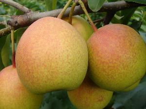 怎樣挑選梨?如何挑選到好吃的梨