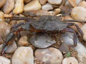 如何保存活的螃蟹？螃蟹的保鮮方法