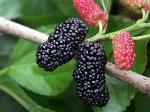 桑葚如何清洗？桑葚的清洗方法