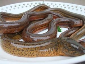 怎樣清洗黃鱔？黃鱔怎么清洗才沒腥味