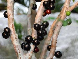 嘉寶果多少錢一斤？嘉寶果如何選購